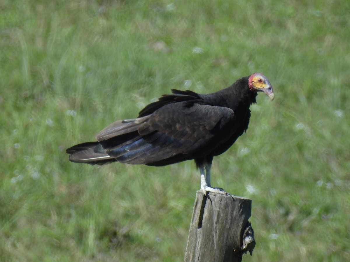 Lesser Yellow-headed Vulture - Jorge L. Peña