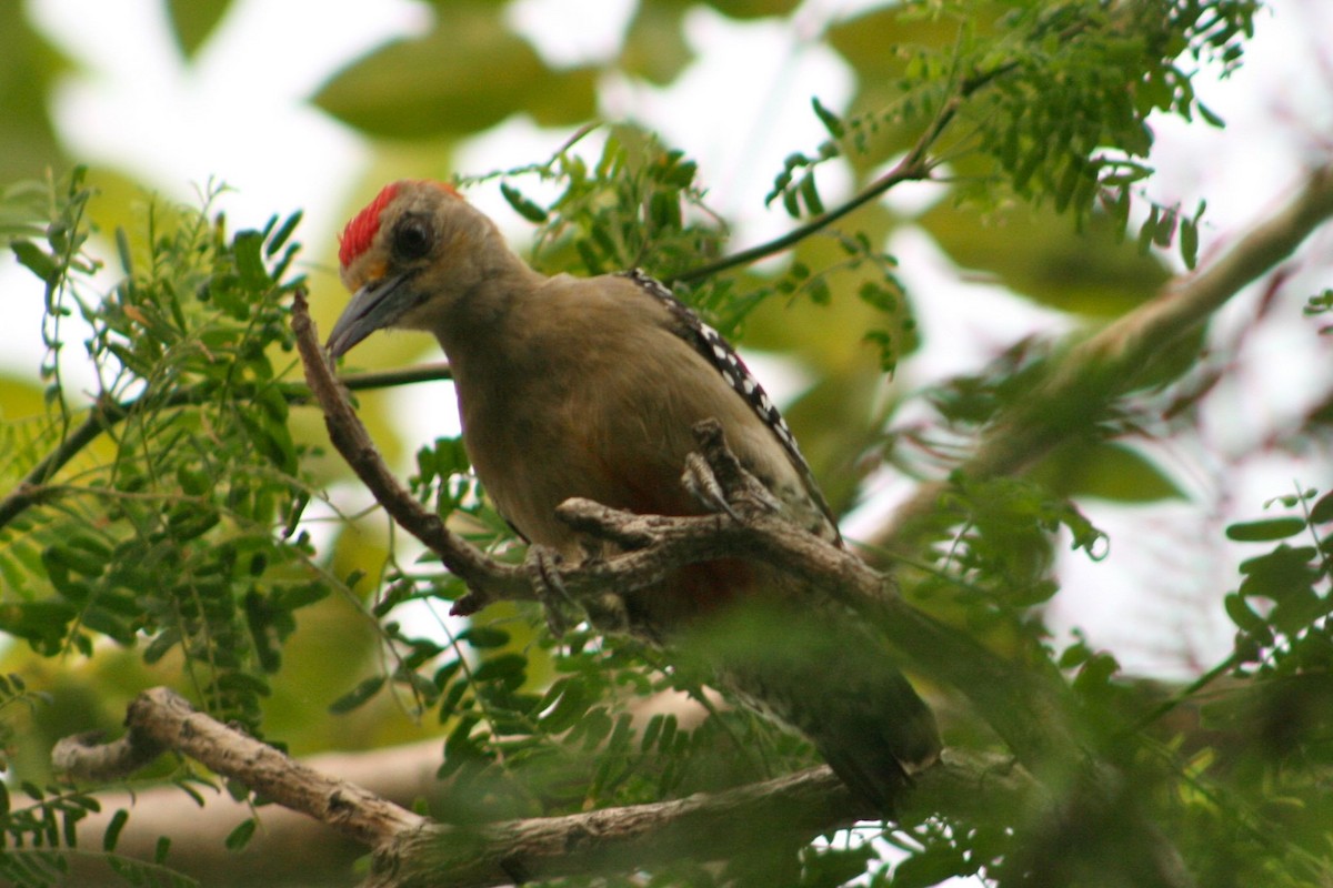 Red-crowned Woodpecker - ML702492