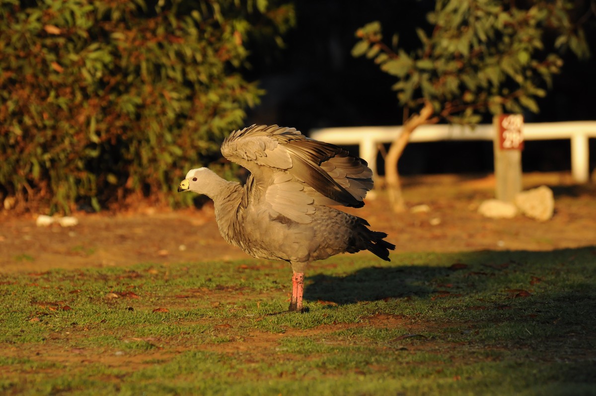 Cape Barren Goose - Diana Flora Padron Novoa