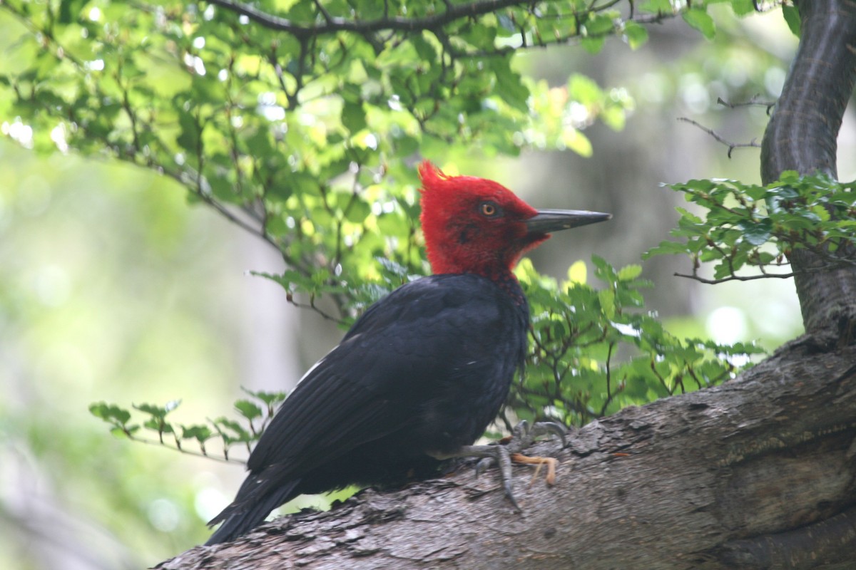 Magellanic Woodpecker - Juan martinez