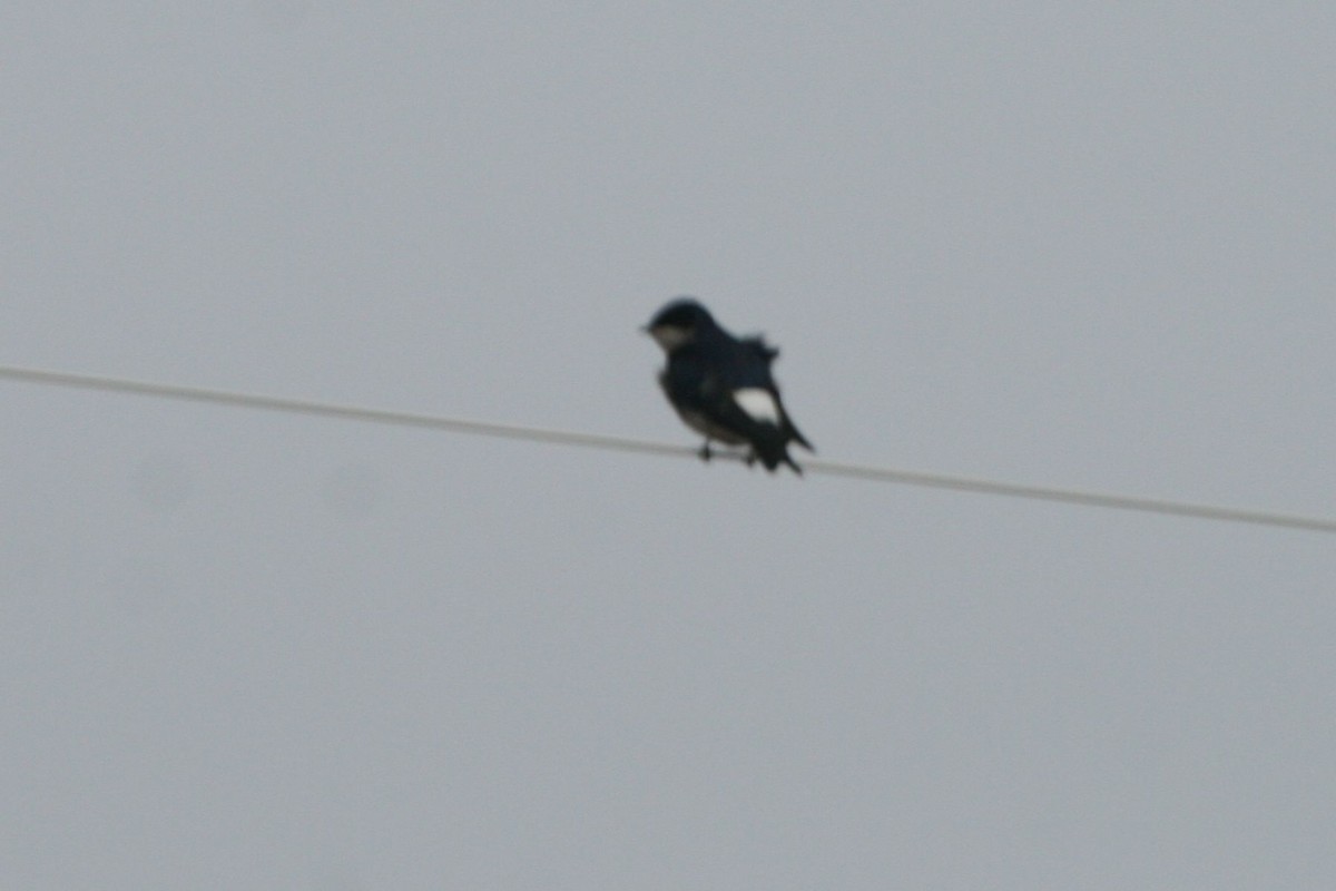 Chilean Swallow - Juan martinez