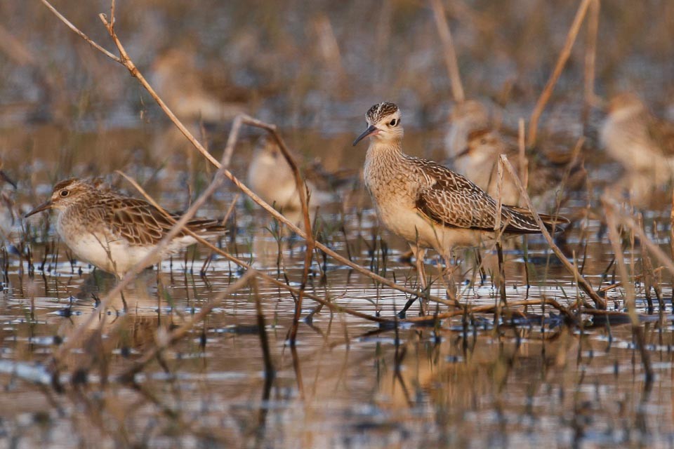 Little Curlew - James Kennerley