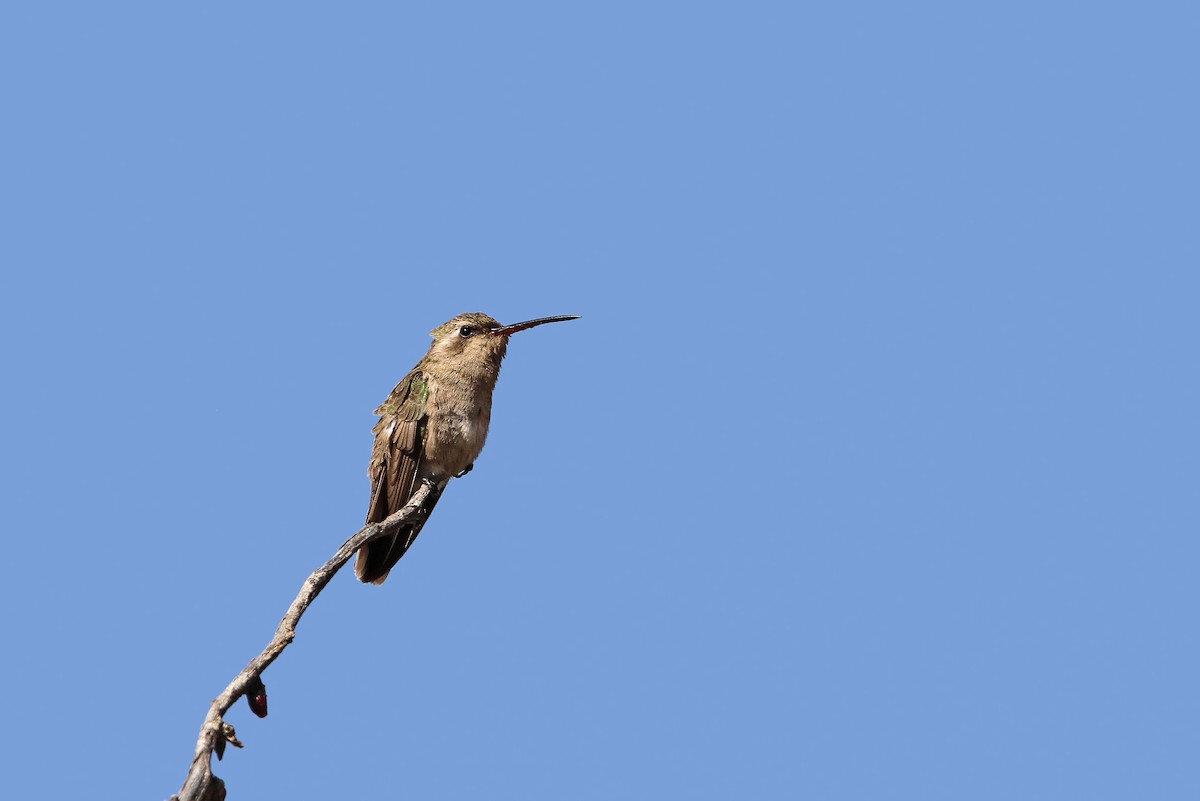 Dusky Hummingbird - Christoph Moning