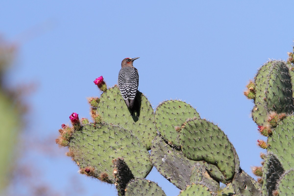 Gray-breasted Woodpecker - ML70252151