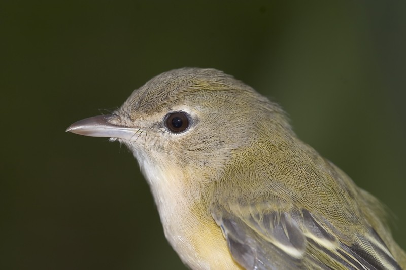 Bell's Vireo - Dave Rintoul