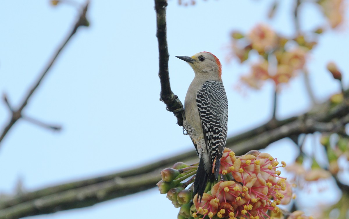Yucatan Woodpecker - Christoph Moning
