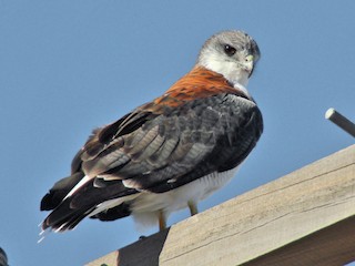 Adult female light morph (Variable) - Ricardo  Doumecq Milieu - ML70255481