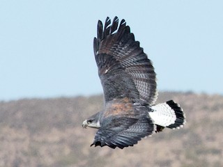 淺色型成鳥 (Puna) - Tor Egil Høgsås - ML70255491