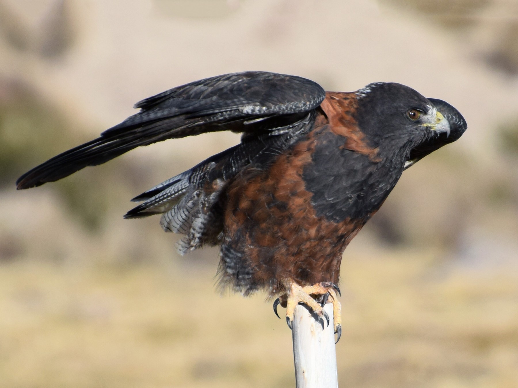 Variable Hawk - eBird