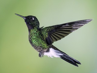 トルマリンテンシハチドリ - eBird