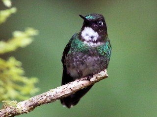 トルマリンテンシハチドリ - eBird