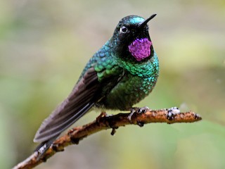 トルマリンテンシハチドリ - eBird