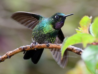 トルマリンテンシハチドリ - eBird