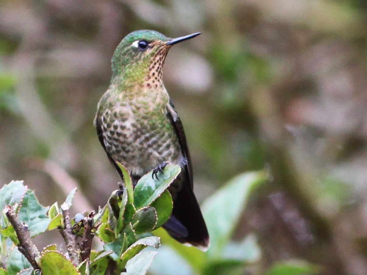 Tyrian Metaltail - Oscar Johnson