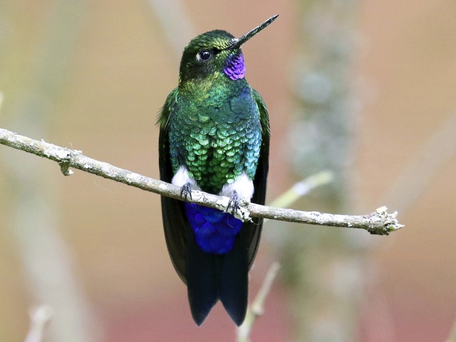 Colibrí Pantalón Verde - eBird