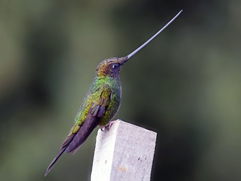 ChaÃ®nes porte-cÃ¢bles - sÃ©rie COLIBRI - SERMES