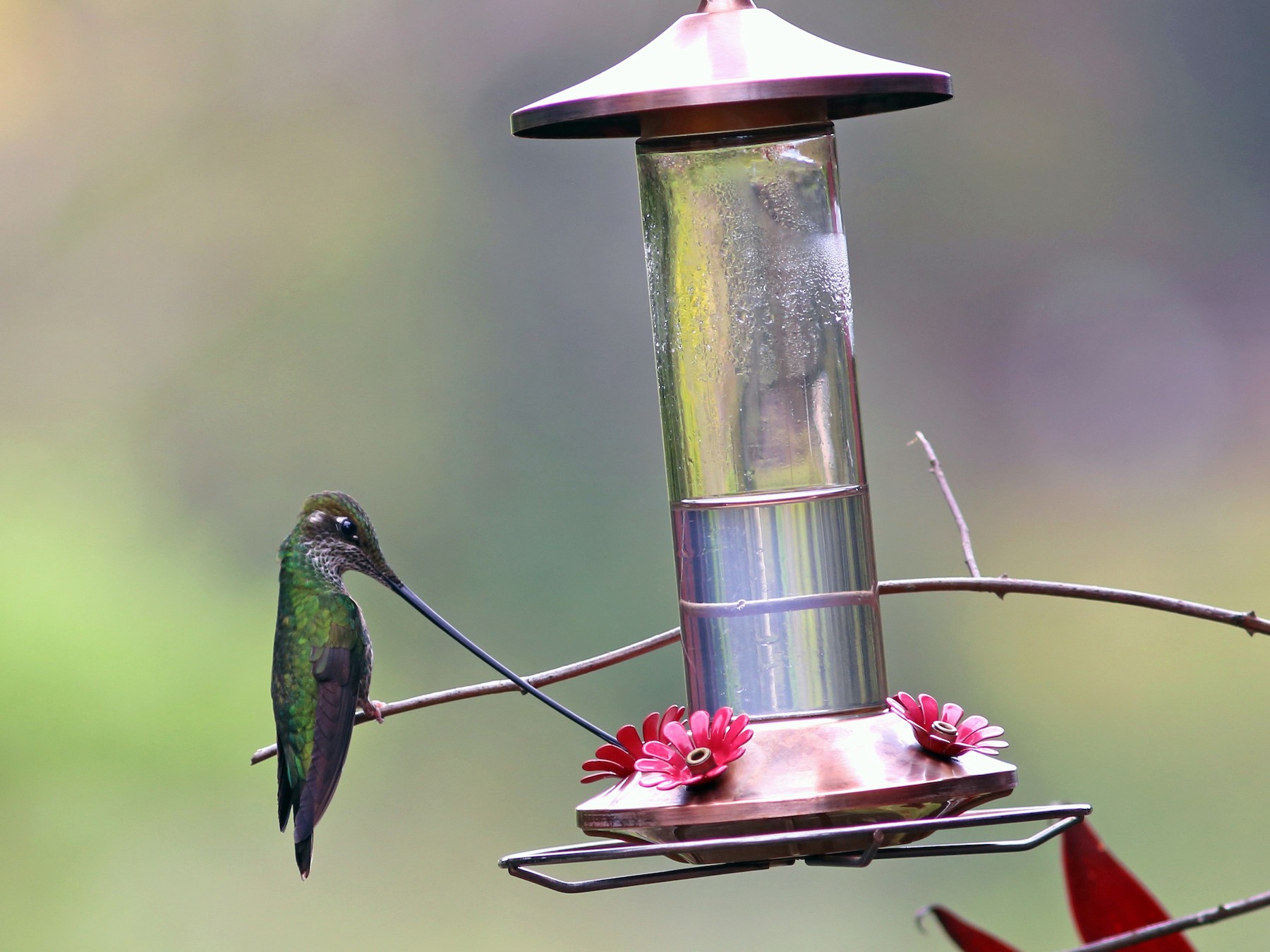 Sword-billed Hummingbird - Rohan van Twest