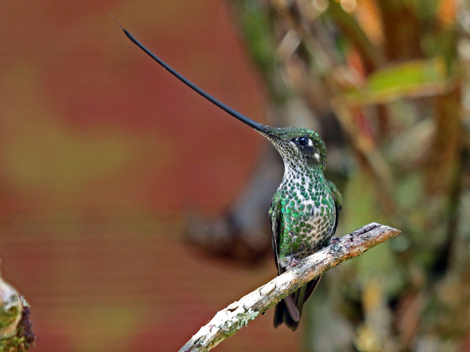 Sword-billed Hummingbird - Joan and/or George Sims