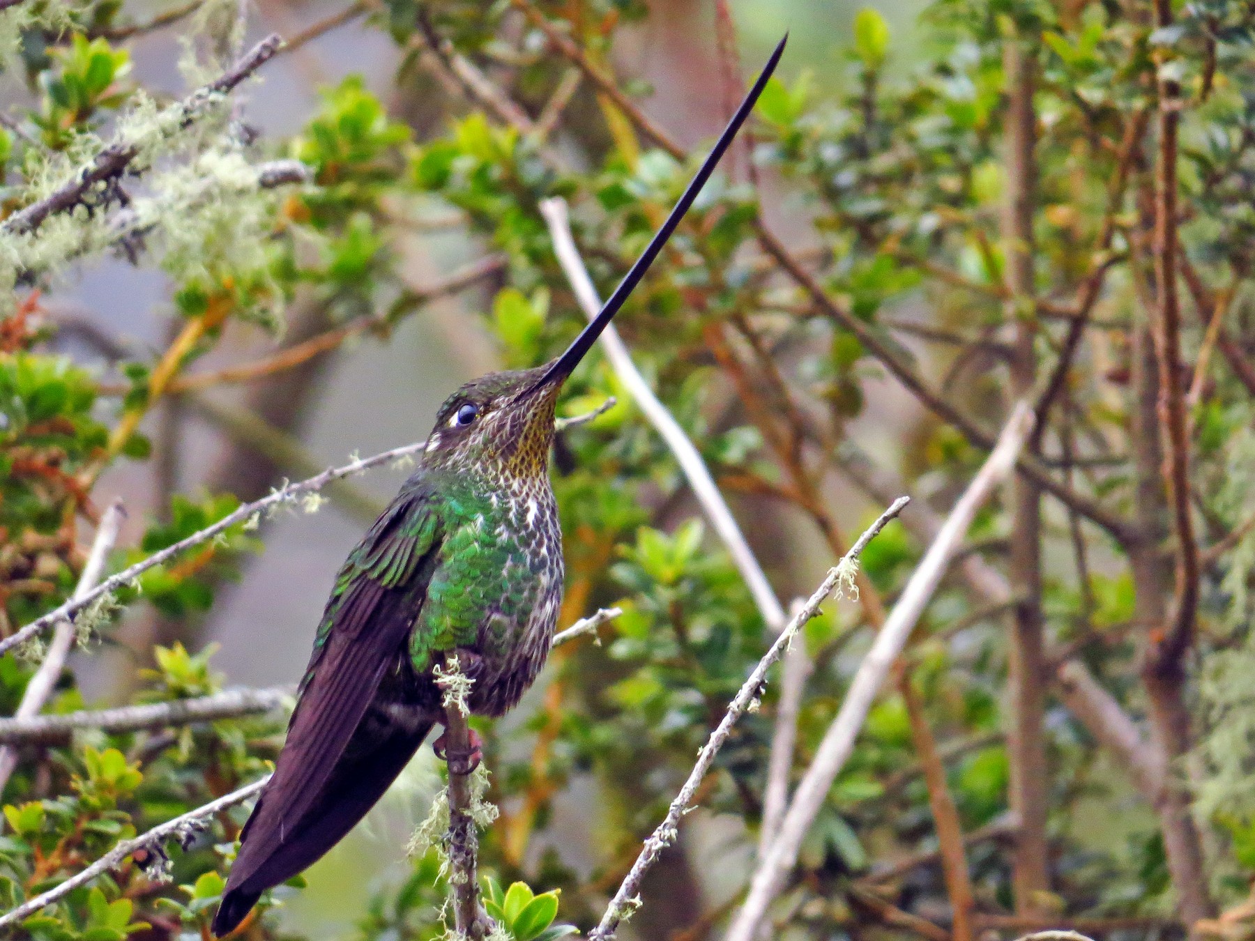 Sword-billed Hummingbird - Bryant Olsen