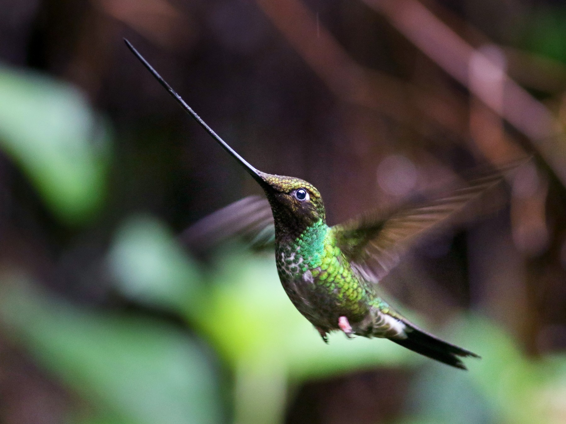 Sword-billed Hummingbird - Jay McGowan