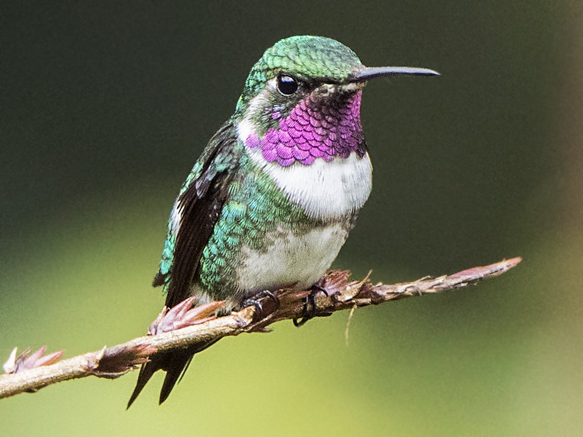 White-bellied Woodstar - eBird