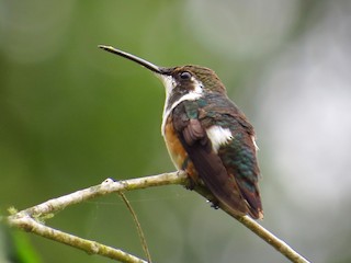 雌鳥 - Jorge Muñoz García   CAQUETA BIRDING - ML70256861
