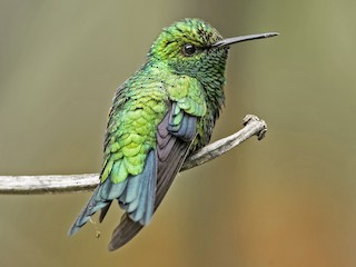  - Red-billed Emerald