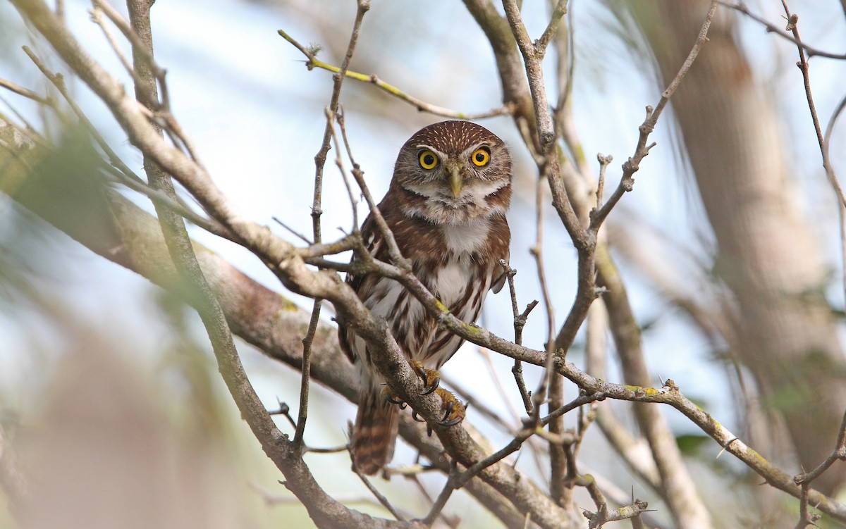 Ferruginous Pygmy-Owl (Ferruginous) - ML70257381