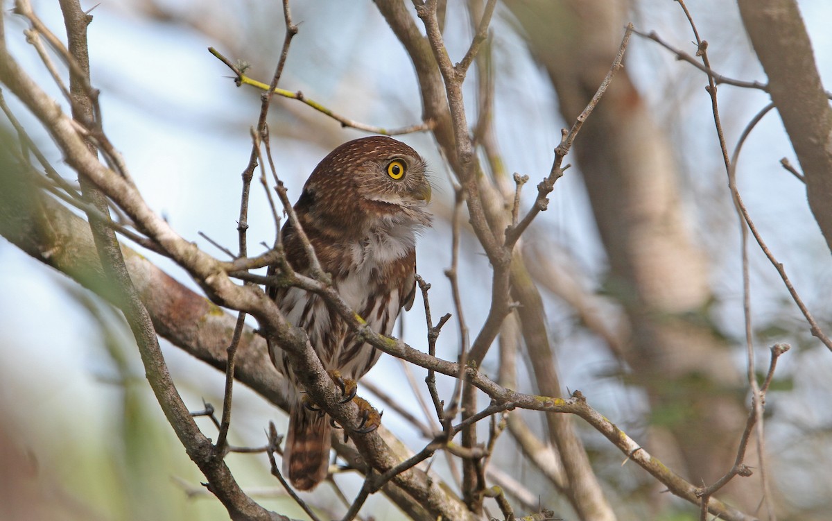 Ferruginous Pygmy-Owl (Ferruginous) - ML70257401