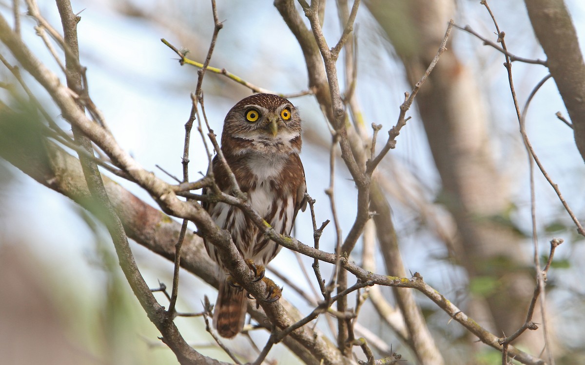 Ferruginous Pygmy-Owl (Ferruginous) - ML70257411
