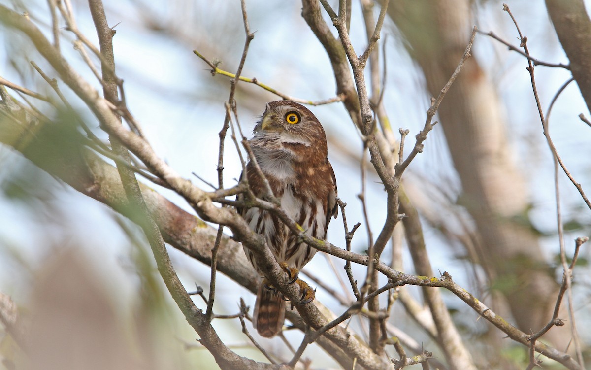 Ferruginous Pygmy-Owl (Ferruginous) - Christoph Moning