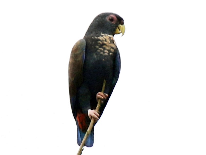Bronze-winged Parrot - Pionus chalcopterus - Birds of the World