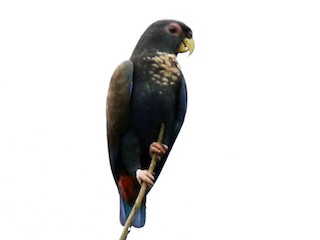  - Bronze-winged Parrot