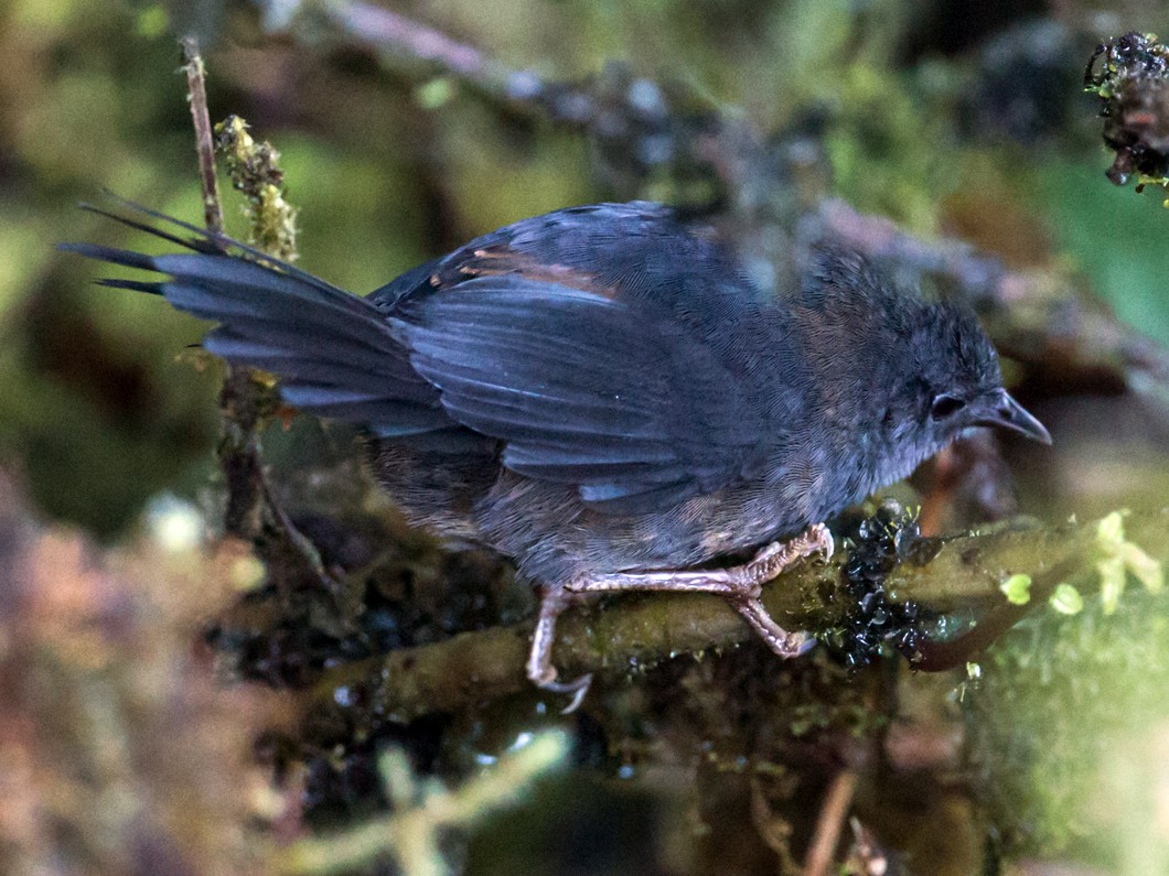 Ochre-flanked Tapaculo