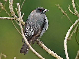 Red-crested Cotinga - eBird