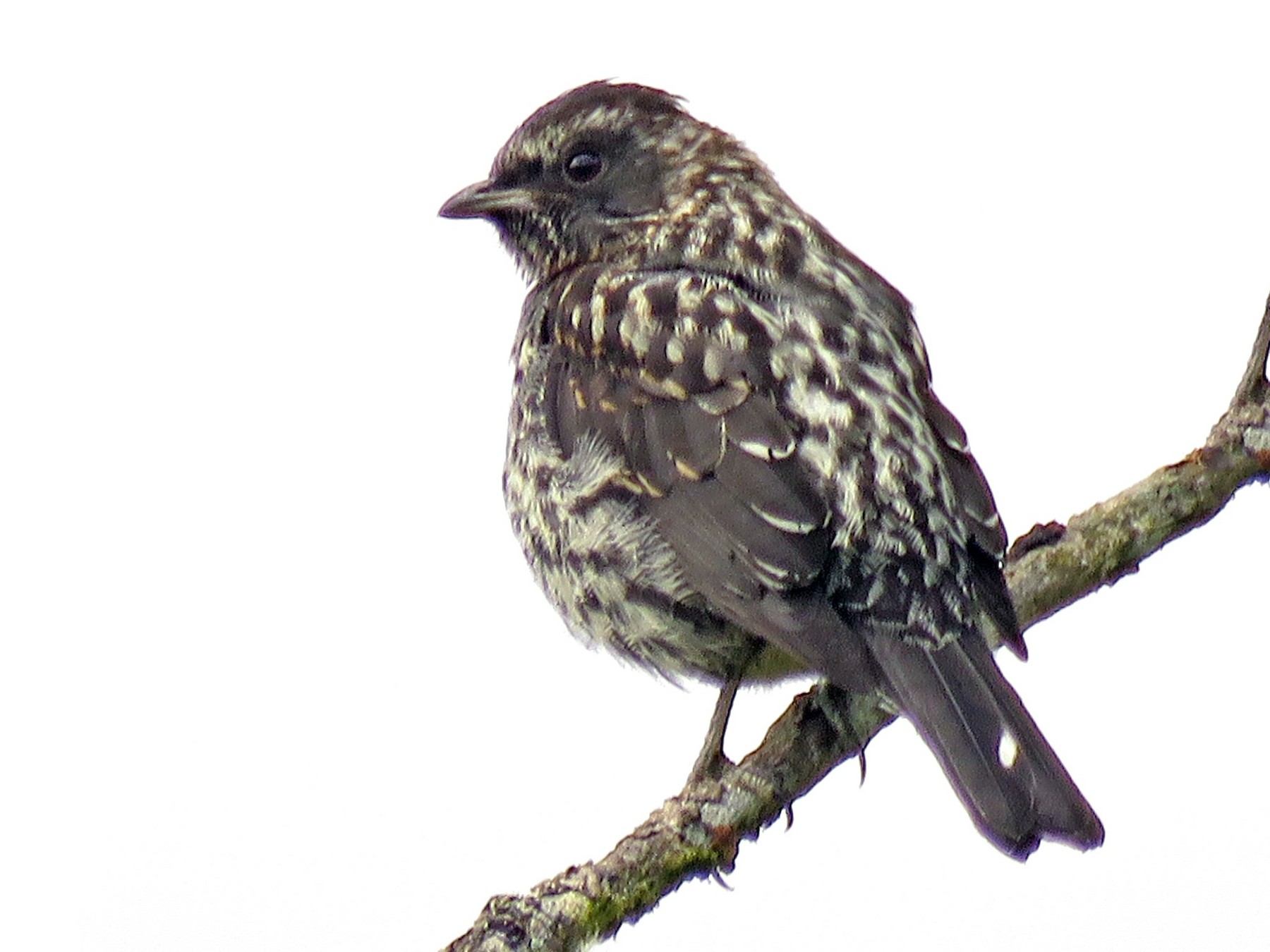 Kotinga sa crvenom ćubom - eBird
