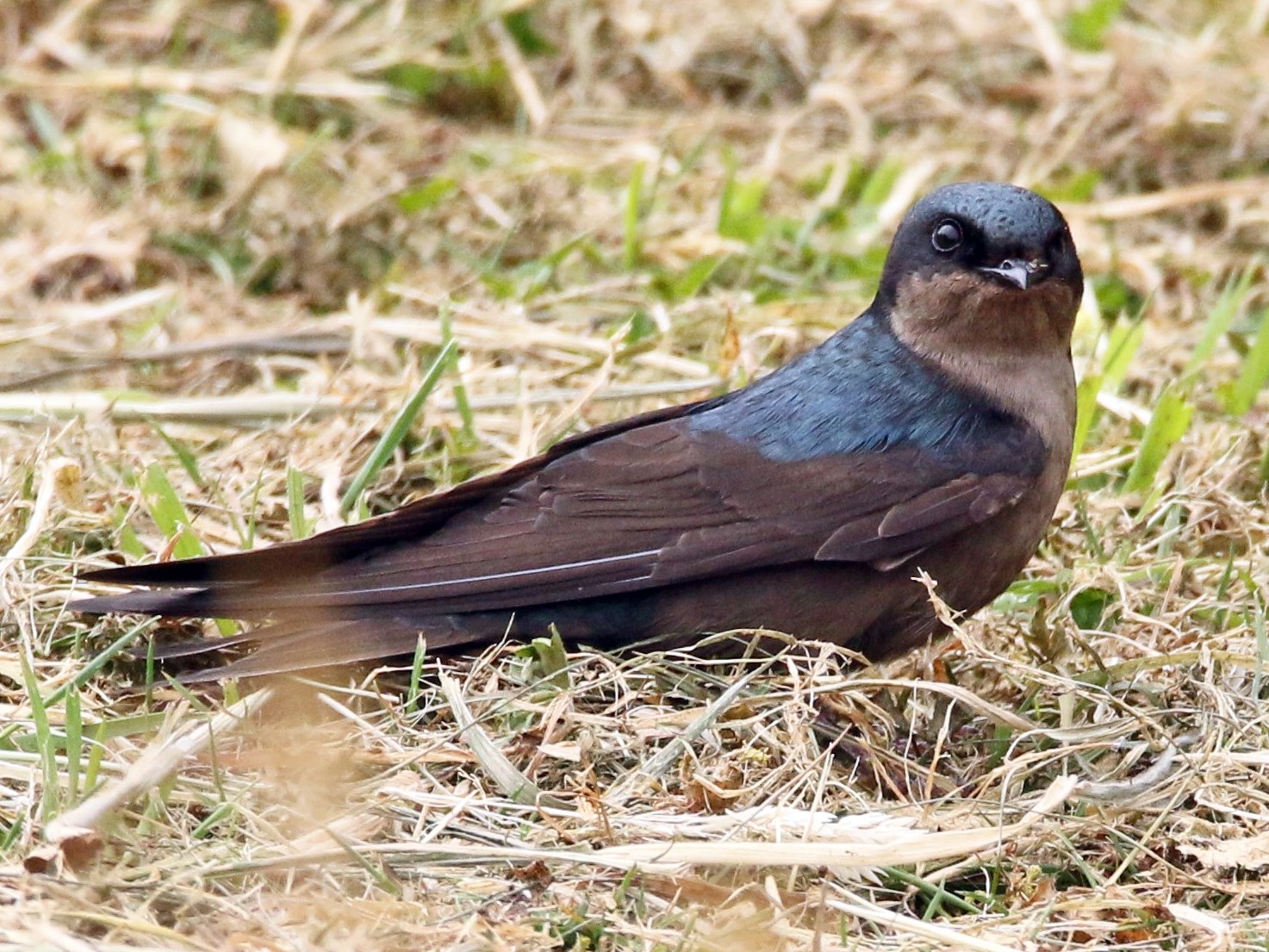 Brown-bellied Swallow - Loch Kilpatrick