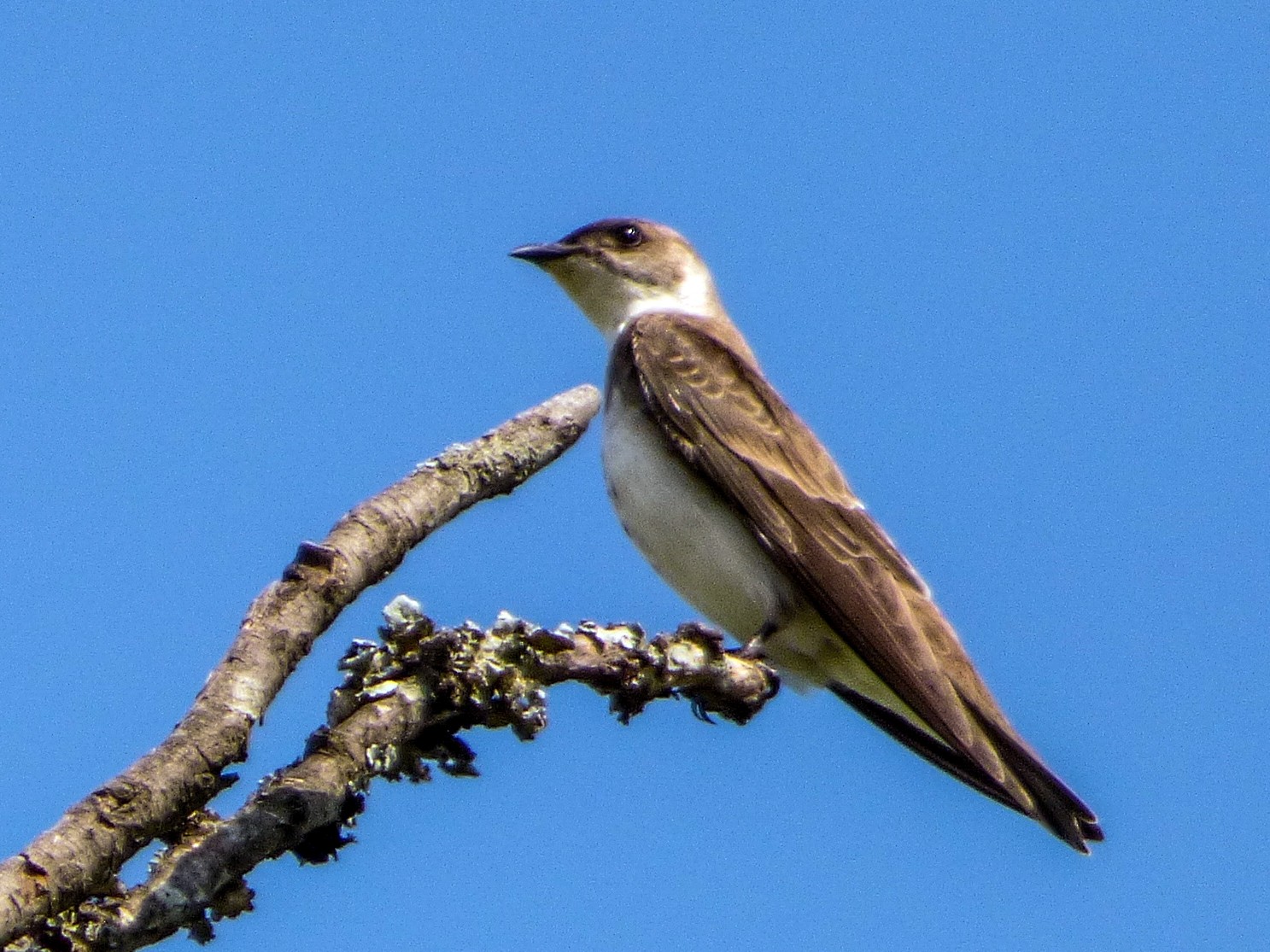 Brown-chested Martin - Paula Parola