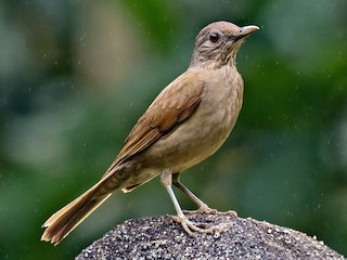 sabiá-barranco - eBird