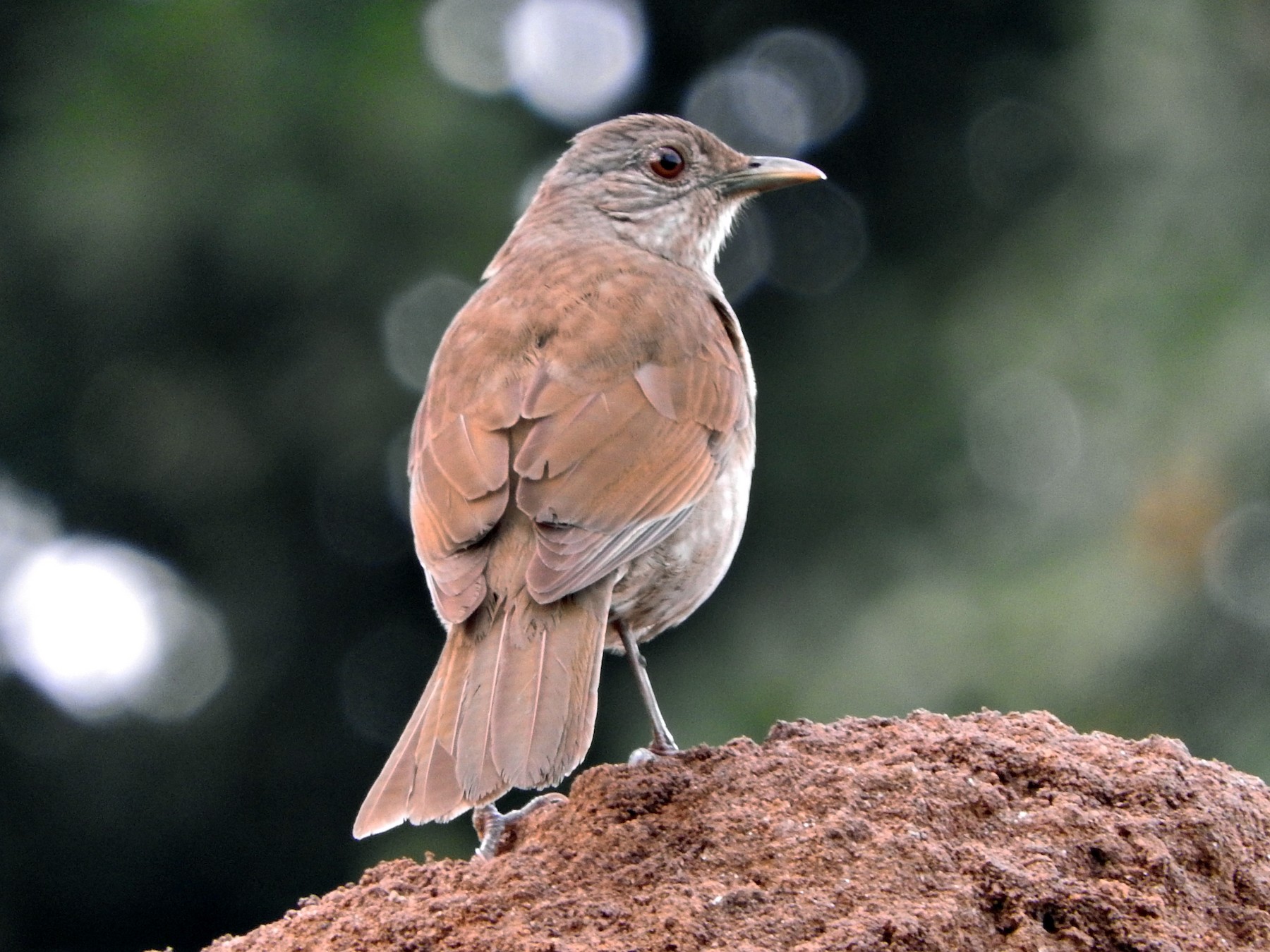 Pale-breasted Thrush - Juliano Gomes