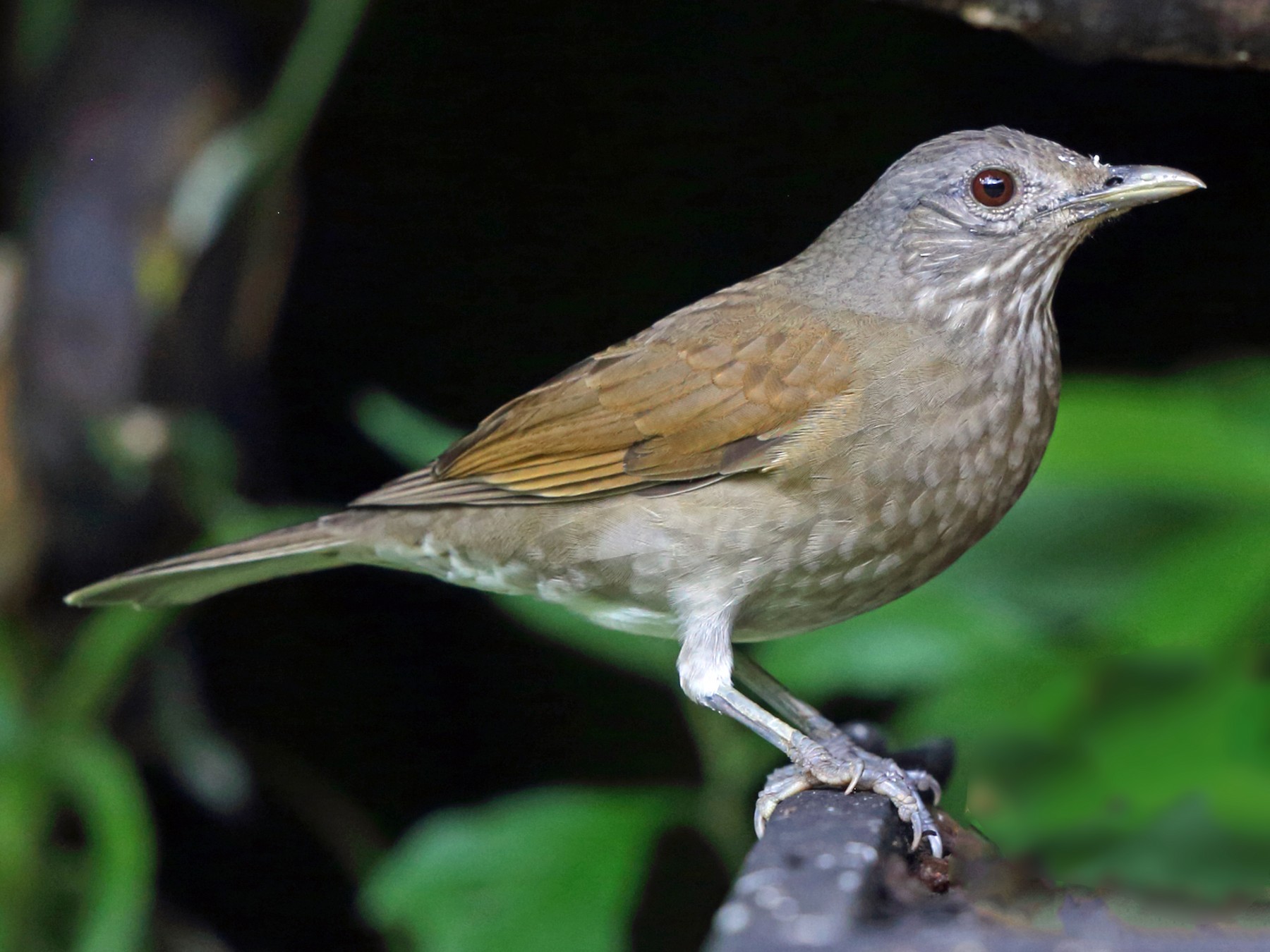 Pale-breasted Thrush - Nigel Voaden