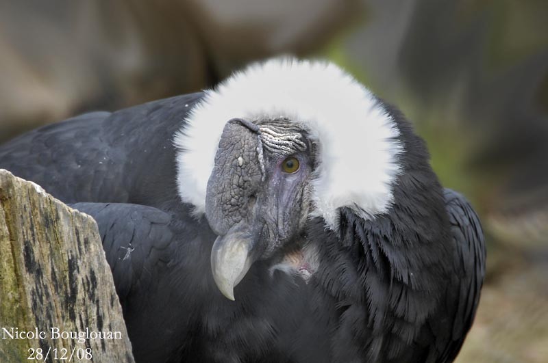 Andean Condor - Nicole Bouglouan