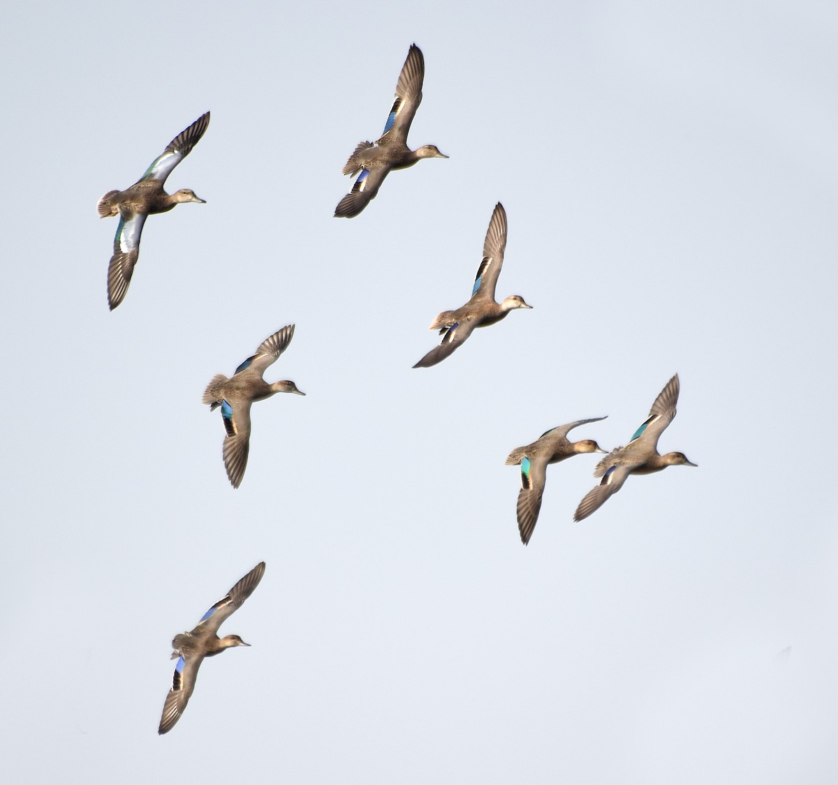 Green-winged Teal (American) - Steven Mlodinow