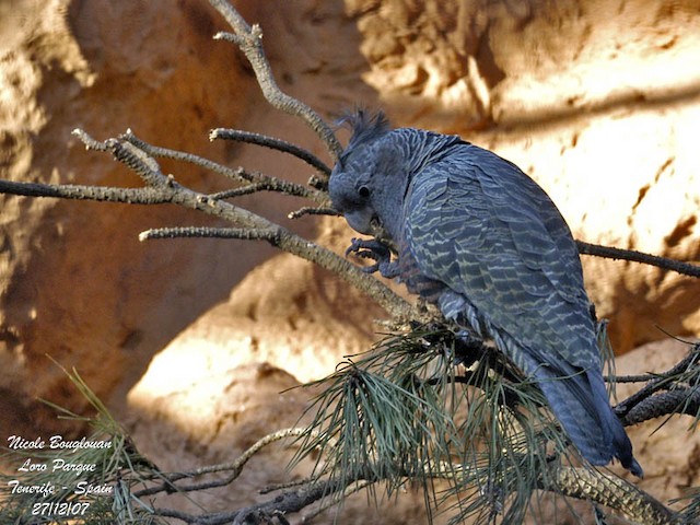 Gang-gang Cockatoo - Callocephalon fimbriatum - Birds of the World