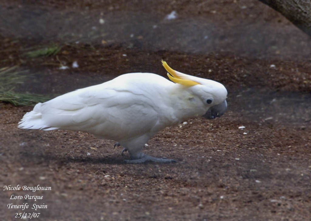 Yellow-crested Cockatoo - Nicole Bouglouan