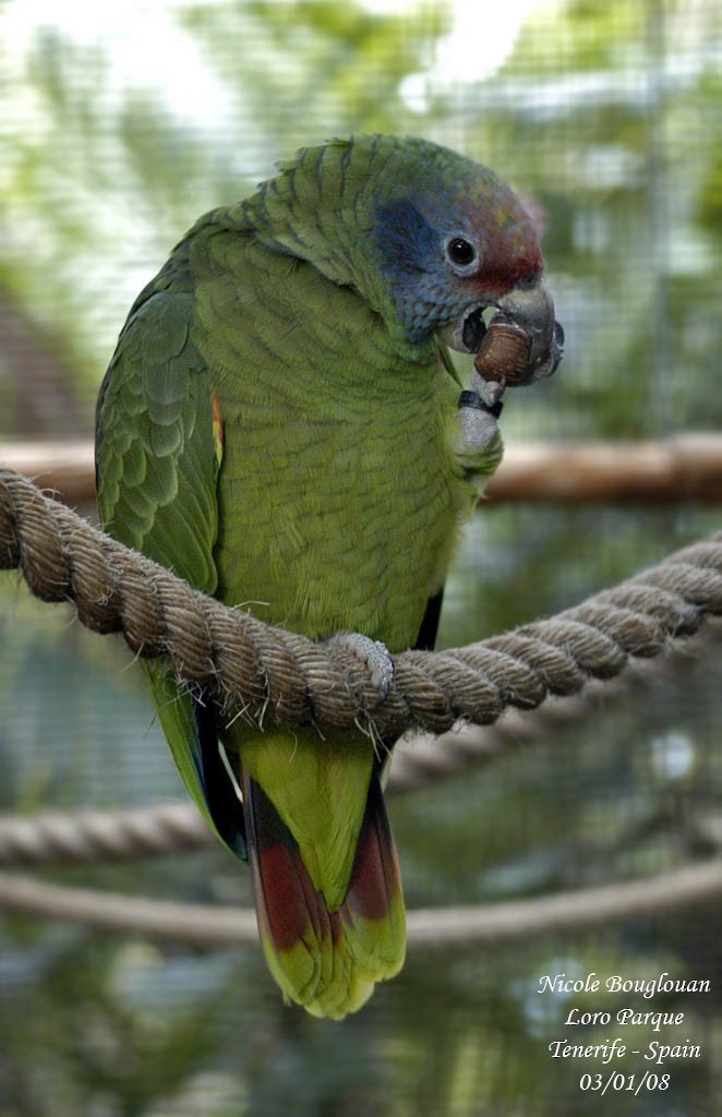 Red-tailed Parrot - Nicole Bouglouan