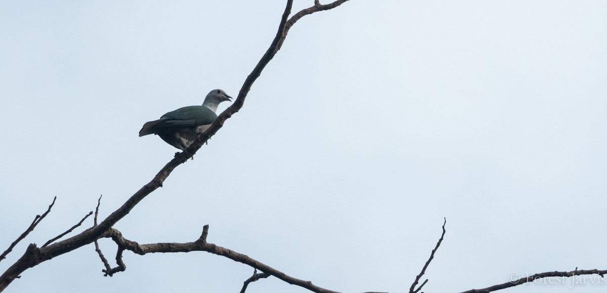 Green Imperial-Pigeon - Forest Botial-Jarvis