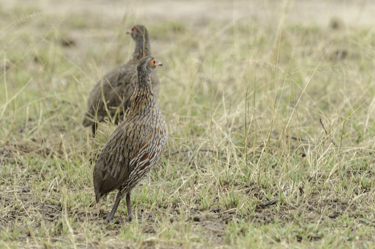 Gray-breasted Spurfowl - ML70262901