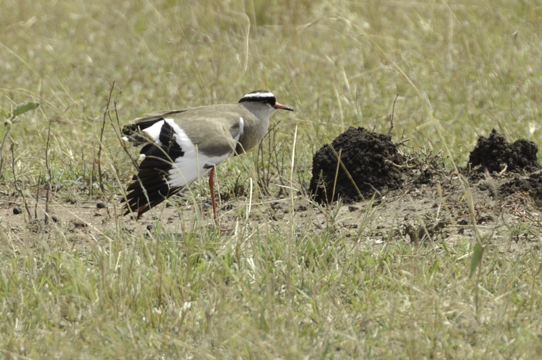 Crowned Lapwing - ML70263111