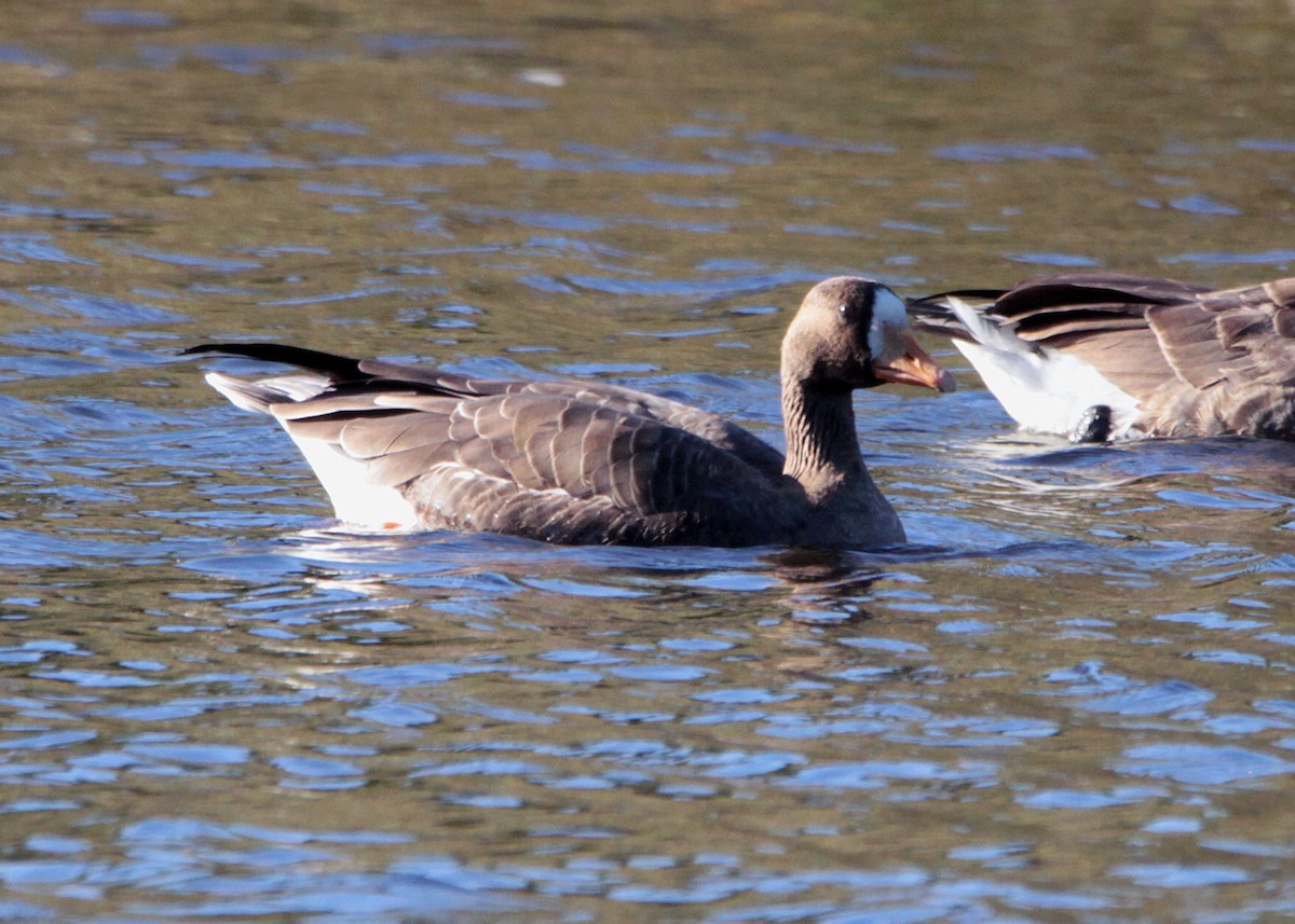 Greater White-fronted Goose - Christine Sheridan